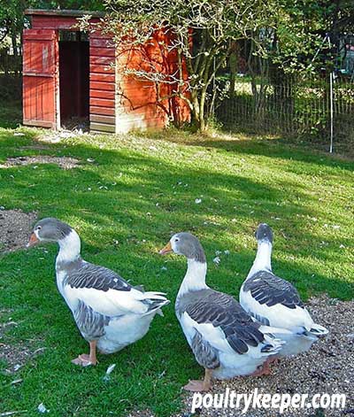 Geese in front of house