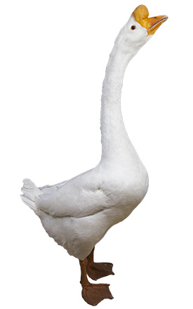 white chinese goose baby