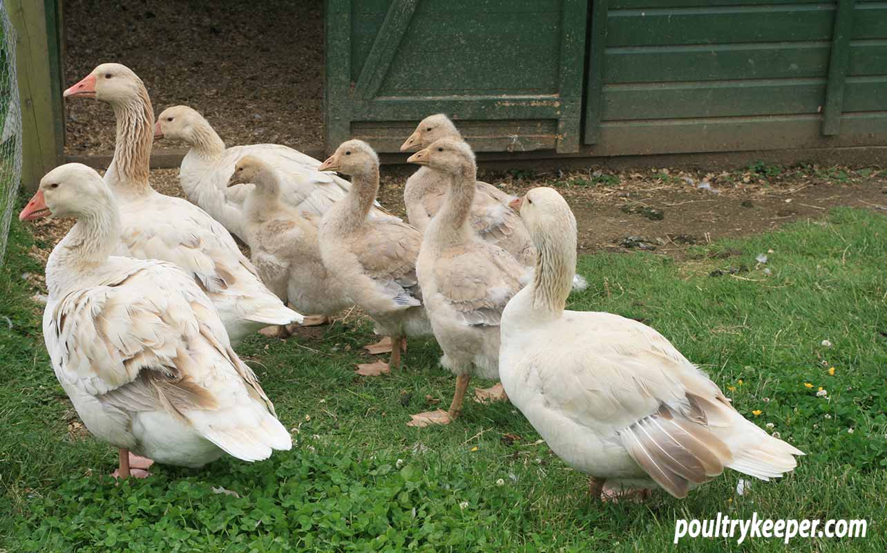 Housing Geese