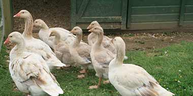 Housing Geese